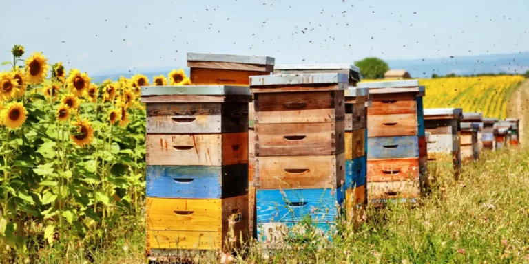 La Miellerie de l’Abeille de Ré